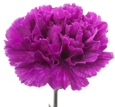 100 Carnation Violet Seeds - Violet Dianthus Caryophyllus - 100 Seeds