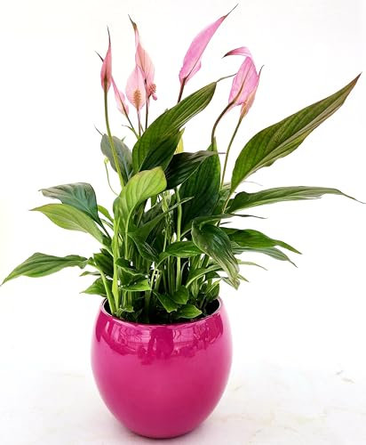 POWERS TO FLOWERS - SPATIFILLO MULTIFLORA COLOR LIFE ROSA IN VASO CERAMICA FUCSIA, VASO 12cm DIAMETRO, altezza 30CM, Pianta Vera