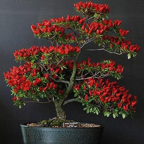 kiskick 100 Stück rote Trinidad Moruga Skorpion-Chili-Pfeffer-Samen, Bonsai-Gemüsepflanzen, ertragreiche Samen für den Anbau Rote Chilisamen 100pcs