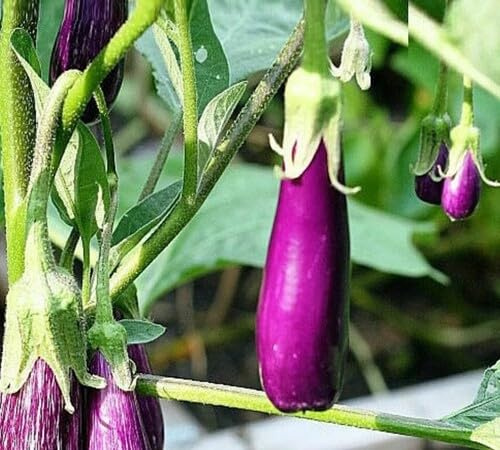 Nuovi 100 semi di ortaggi viola Brinjal