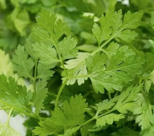 900 Seeds of Organic - Chervil - FINE Curled