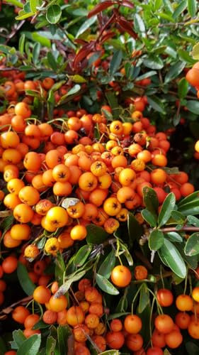 Pyracantha x 'Orange glow' / Buisson ardent orange/Conteneur de 3 à 4 litres