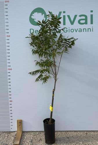 PIANTA DI NOCE PECAN  WICHITA  INNESTATA IN VASO cm H 170-190 (foto reale)