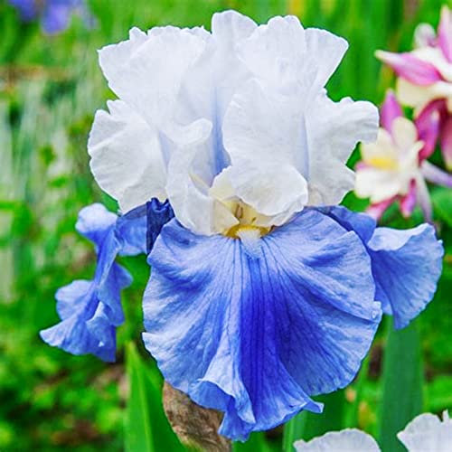 Iris Zwiebeln, Einfach Zu ZüChten, Winterhart Pflanzen, Pflanzen, Winterhart Iriszwiebeln Bringen Langanhaltende Farbe In Den Garten. Winterhart Zwiebeln Die BlüTen Sind Groß, 4zwiebeln-d