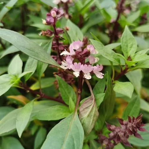 350 piezas semillas de albahaca perenne resistente - jardin interior perennes resistentes, Semillas de albahaca del jardín del balcón