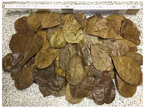 100 Stück Seemandelbaumblätter 6-9cm + viele Gratis (~50gr) Nano Größe jetzt NEU für die Kleinen - BLITZVERSAND im Karton, sorgfältig selektiert