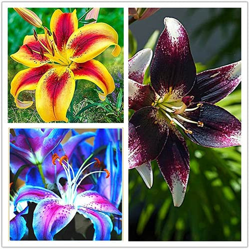 3 pcs lilien zwiebeln kaufen - Lilium brownii - deko pflanzen, winterharte stauden mehrjährig riesenlilien baumlilien winterhart knollen outdoor pflanzen frühlingsblumen bienenweide