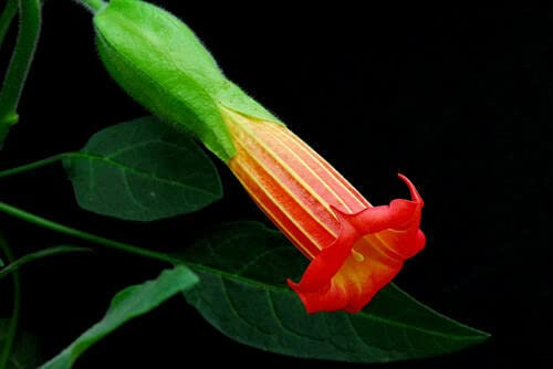 3 Semi Trombe Di Angeli (Brugmansia Sanguinea) G352ANGELS Trumpet Seed Semi