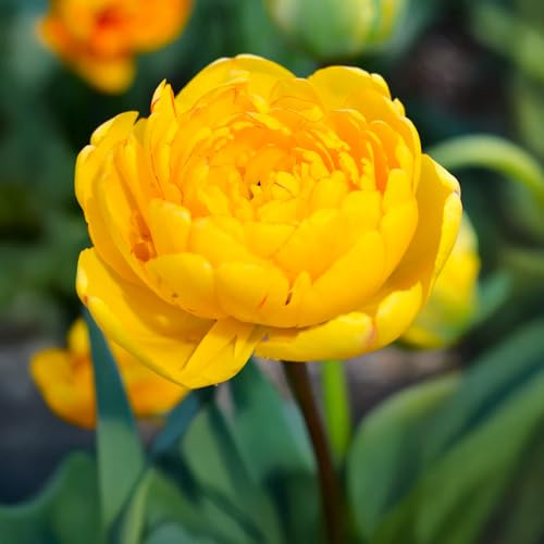 8 bulbes de Tulipes doubles tardives 'Yellow Pompenette' | Circonférence 12/+ cm | Bulbes provenant des meilleurs producteurs néerlandais | Sélection exclusive et contrôle qualité | Floraison garantie