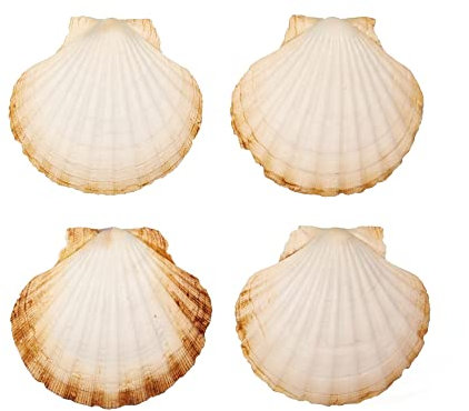Finoly Natural Scallop Shells 4 Units | 10x11cm (4 inch) | Scallop shells for Serving Food, DIY, etc | Large Seashells | Empty Clam Shells