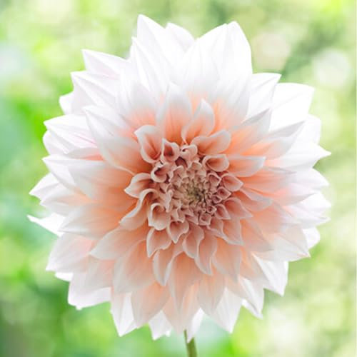 1 Bulbe (tubercule) de Dahlia Décoratif CAFÉ AU LAIT | Bulbes des meilleurs producteurs néerlandais | Sélection exclusive et contrôle qualité