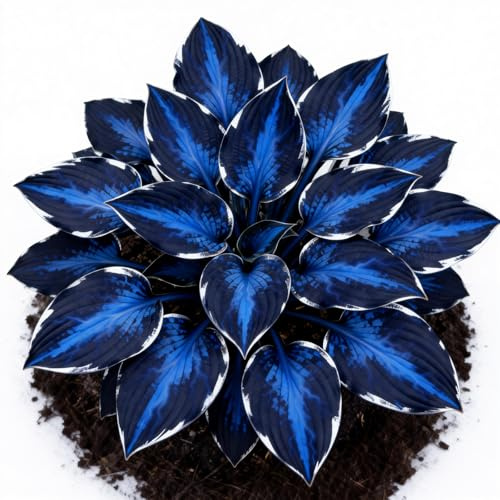 BOLKDCS Midnight Blue Hosta with Colorful Foliage, 4 Tubers Kit, Garden Decoration, for Indoor/Outdoor Potted