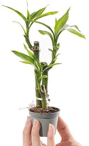 Baby Lucky Bamboo Plant - Dracaena Sanderiana Small Indoor Houseplant in 6cm Pot | for Home and Office | Grow Your Own Baby Plants