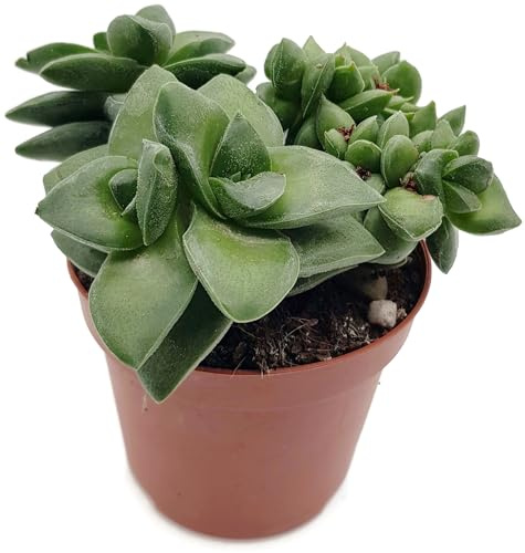 Fangblatt - Crassula Springtime - grün-silbrige Sukkulente bringt den Frühling in Ihr Zuhause - pflegeleichte Zimmerpflanze für das helle Fensterbrett