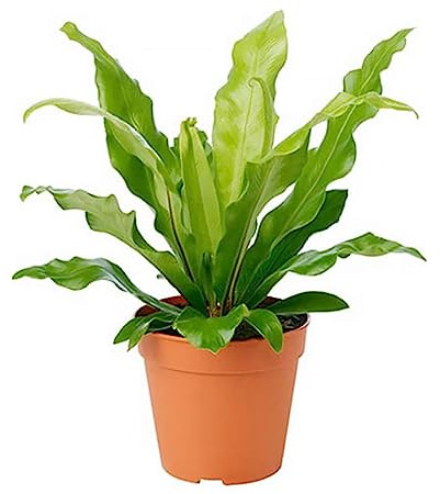 American Plant Exchange Bird’s Nest Fern – 6-Inch Pot – Live Easy Care Indoor Houseplant, Air-Purifying, Pet-Friendly Tropical Plant for Bathrooms, Bedrooms & Home or Office Décor