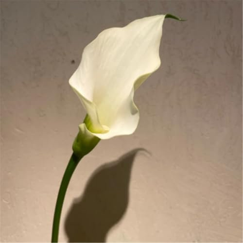 Hardy Perennial,Canna Plants UK, Excellent Display Calla Lily Bulbs - Assorted Colors - Multi-Bulb Set - Summer Flowering Perennials-2bulbs-C