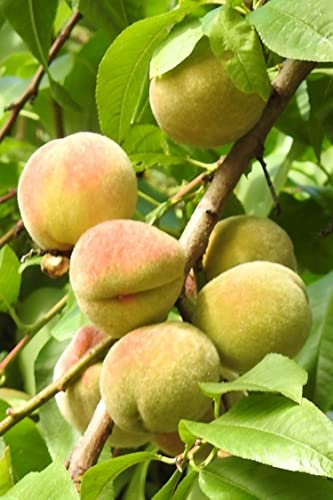 Albero di Pesco pianta di pesco Età 2 anni già innestata pianta da frutto di pesca pianta vera in vaso di pesche venduta da eGarden.store (K2)