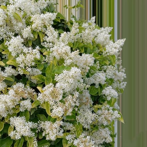 semillas de aligustre - Decoraciones jardín exteriores interior 50pcs
