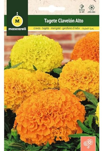 Mascarell Semillas, TAGETE ERECTA, CLAVELÓN ALTO, Semillas Flores Exterior para Decoración, Clavelones Amarillos y Naranjas, Altura 40-50 cm, 2 Gramos
