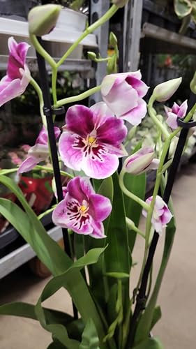 POWERS TO FLOWERS - MILTONIA BICOLORE, ORCHIDEA, 6 STELI, Pianta vera
