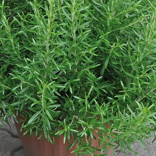 3 Cold Hardy Rosemary Plants for Planting, ARP Rosemary Plants Culinary Rosemarys Seedlings Fragrant Herb, Blue Flowes 3-6 Inch Tall, Ship No Pot