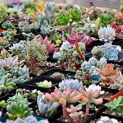 PERZOE 600 Stück gemischte Sukkulentensamen, Lithops Rare Living Stones Bonsai-Hausgartenpflanze Sukkulenten Samen 600 Stück