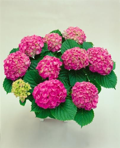 Hydrangea macrophylla 'Red Baron' 30-40 cm – Winterhart, Mehrjährig, Pflegeleicht – Bauernhortensie – Zierstrauch für Garten & Kübel