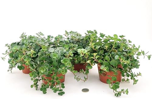 POWERS TO FLOWERS - SEDUM MAKINOI VASO 12CM DIAMETRO, 4 PIANTE, piante vere