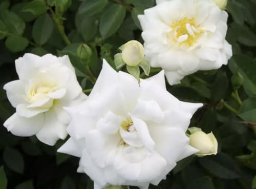 Kent - White Ground Cover Rose - Bare Root