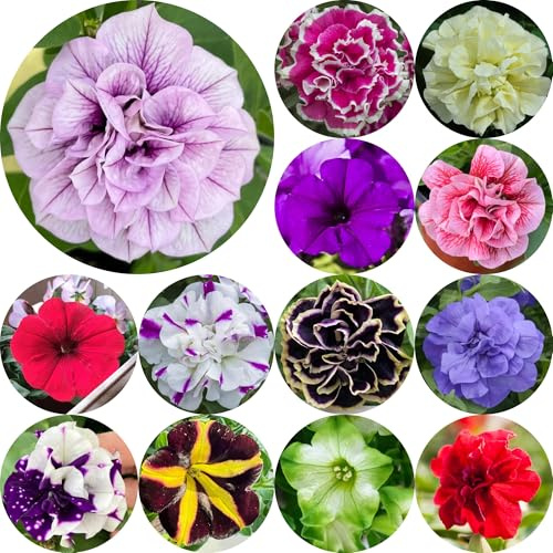 semillas de petunia, petunias colgantes de primavera, resistentes en macetas petunias pradera decorativas trepadoras, jardín rocas interior raras 850semillas