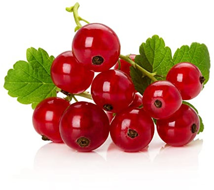 Redcurrant Plants, 'Rovada', 1 x Full Plant in a 3 Litre Pot, Fruit Plants, Redcurrent, Garden Ready and Ready to Plant, Premium Quality Fruit