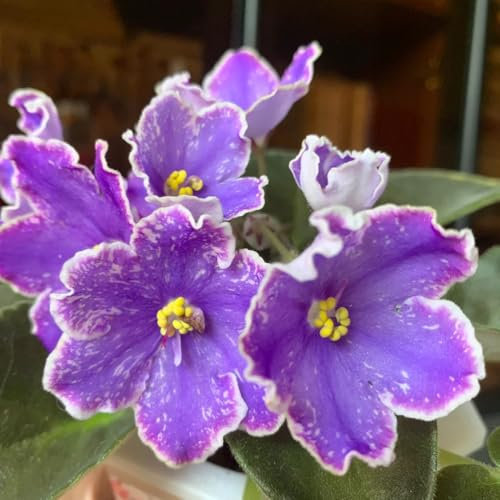 100 pcs Usambaraveilchen Pflanze Kaufen - herbstpflanzen winterhart Saintpaulia ionantha winterfeste pflanzen für balkon kleines geschenk für frauen winterharte kübelpflanzen gartenblumen