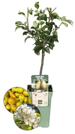 Árbol de peral ecológico – Pyrus – Ø 20 cm – 60 cm de alto – Árbol frutal para jardín y balcón – Fácil de limpiar y saludable