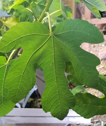 Ficus carica 'Violet de Malatrait' / Figuier 'Violet de Malatrait' / Conteneur de 7 à 10 litres/Arbuste Fruitier