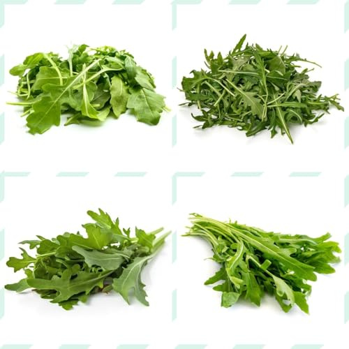 semi di rucola resistenti - rucola, giardino, perenni resistenti, di rucola perenni biologici, Aiuole rialzate per il 250pcs