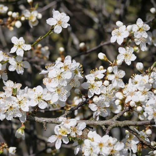 semi di prugnolo esotico raro prugnolo da frutto da frutto colonnari nani, resistenti vecchie varietà colonnare frutteto comprare semi di 20pcs