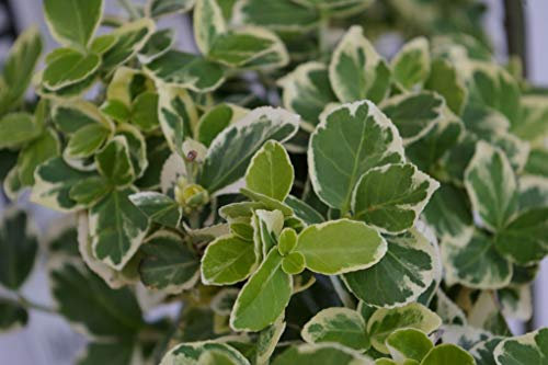 Euonymus fortunei Emerald Gaiety - Weißbunte Kriechspindel Stückzahl Rabatt 5er-Paket