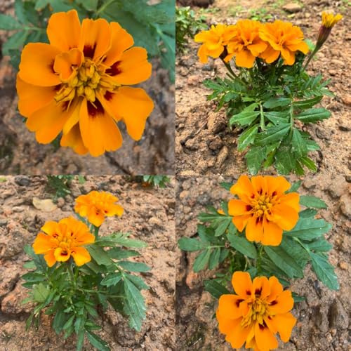 semillas de tagetes de caléndula para lugares soleados de caléndula orgánicas de jardín, cubierta perenne resistente, 800pcs