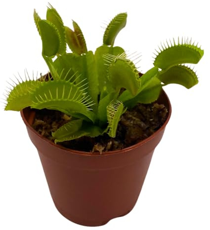 BubbleBlooms Red Venus Fly Trap, Carnivorous Plant, Venus's Flytrap, Dionaea muscipula, Fine Comb Saw Tooth, 2 inch Pot