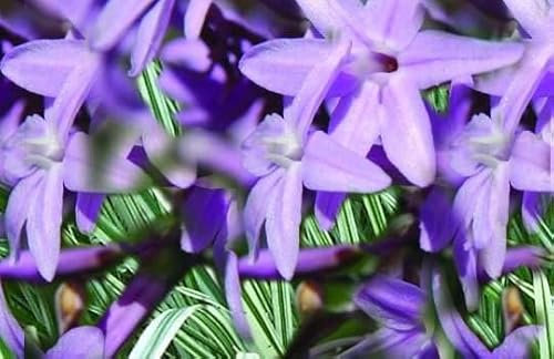 Lincolnshire Pond Plants Ltd - Marginal Aquatic Pond Plant - (Tulbaghia Violacea Variegated) - Plug