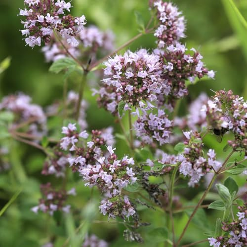 Semi di maggiorana - semi di medicinali Origano majorana - balcone del giardino balcone con lettino per aromatiche perenni varietà antiche 100pcs