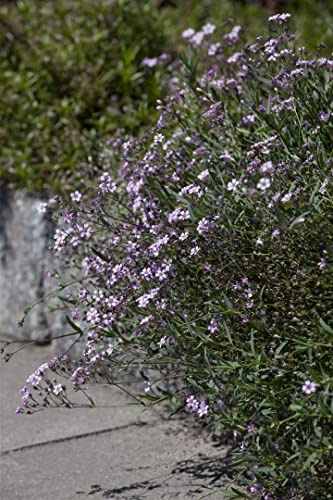 Gypsophila repens 'Rosea' 9x9 cm Topf – Winterhart, Mehrjährig, Pflegeleicht – Teppich-Schleierkraut – Bodendecker für Steingarten & Beet