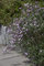 Gypsophila repens 'Rosea' ca. 9x9 cm Topf - Teppich-Schleierkraut, rosa Blüten, Blütezeit Mai-August, ideal für Steingärten, pflegeleicht und winterhart