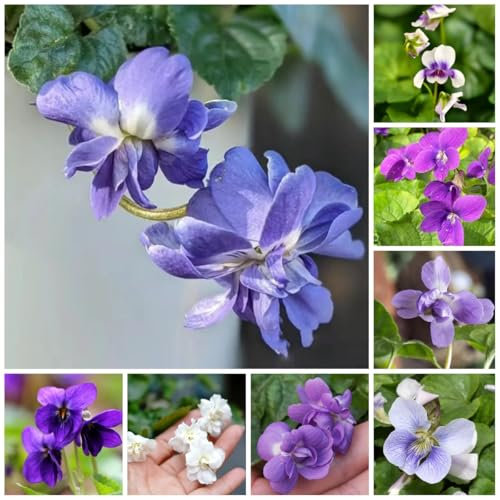 200 Pcs Duftveilchen Samen Winterhart - Seltene Pflanzen, Wohnzimmer Deko Duftveilchen Samen, Ausgefallene Geschenke, Bodendecker Winterhart Mehrjährig Blumensamen Mehrjährig Winterhart,