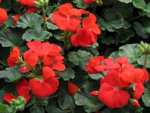 15 Semillas - Semillas de geranio Pinto color rojo oscuro de la primavera