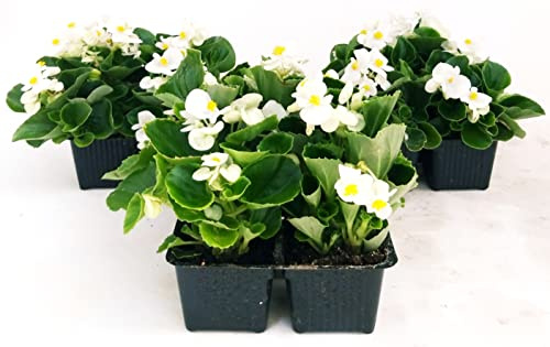 POWERS TO FLOWERS - BEGONIA SEMPERFLORENS, BEGONIETTA DA ESTERNO, FOGLIA VERDE e FIORE BIANCO, 12 PIANTE, piante vere