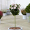 Gardener's Dream Hibiskus Starburst Chiffon Baum - Immergrüne Zierbäume für Garten, Balkon oder als Terrassen Pflanzen, Winterhart, 70-80 cm (Inkl. Topf)