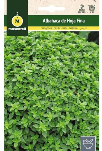 Mascarell Semillas, ALBAHACA DE HOJA FINA, Semillas de Hierbas Aromáticas para Plantar, Crea tu Propio Huerto en Casa. 3 Gramos