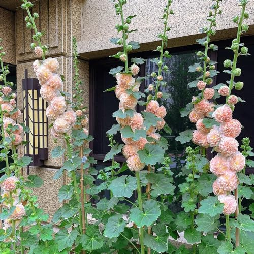 semillas de malva real - malvas reales semillas de silvestres sombra malva loca interior raras resistentes en exteriores jardín balcón 1200semillas