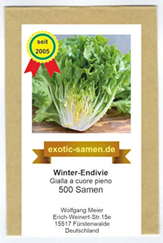 Salade d'endive d'hiver jaune à coeur plein par graines Paquet de 100 graines